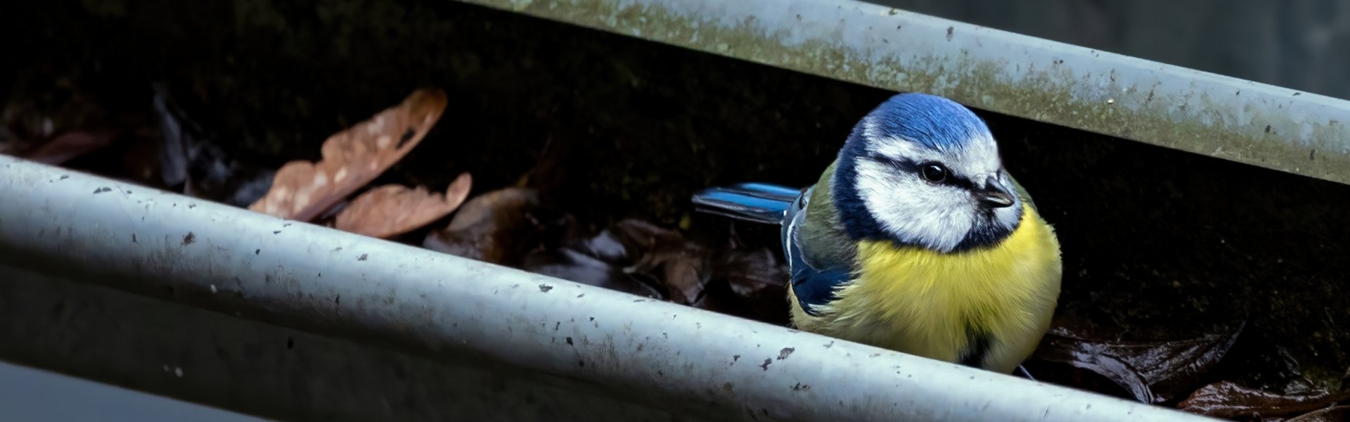 Gutters with a bird.